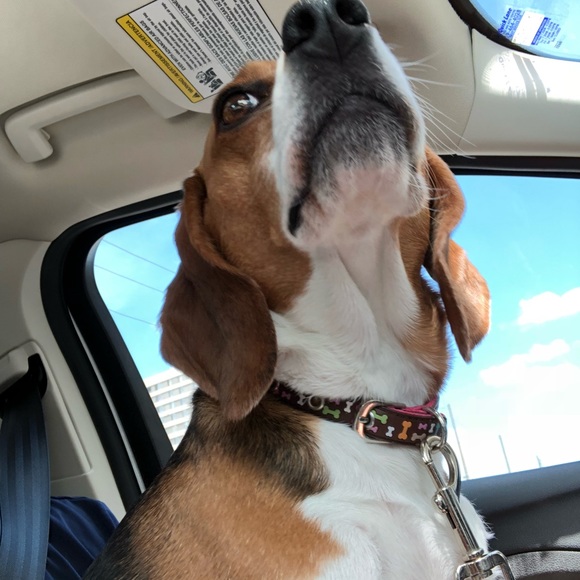 Meet your Posher, Robert - Picture 1 of 1